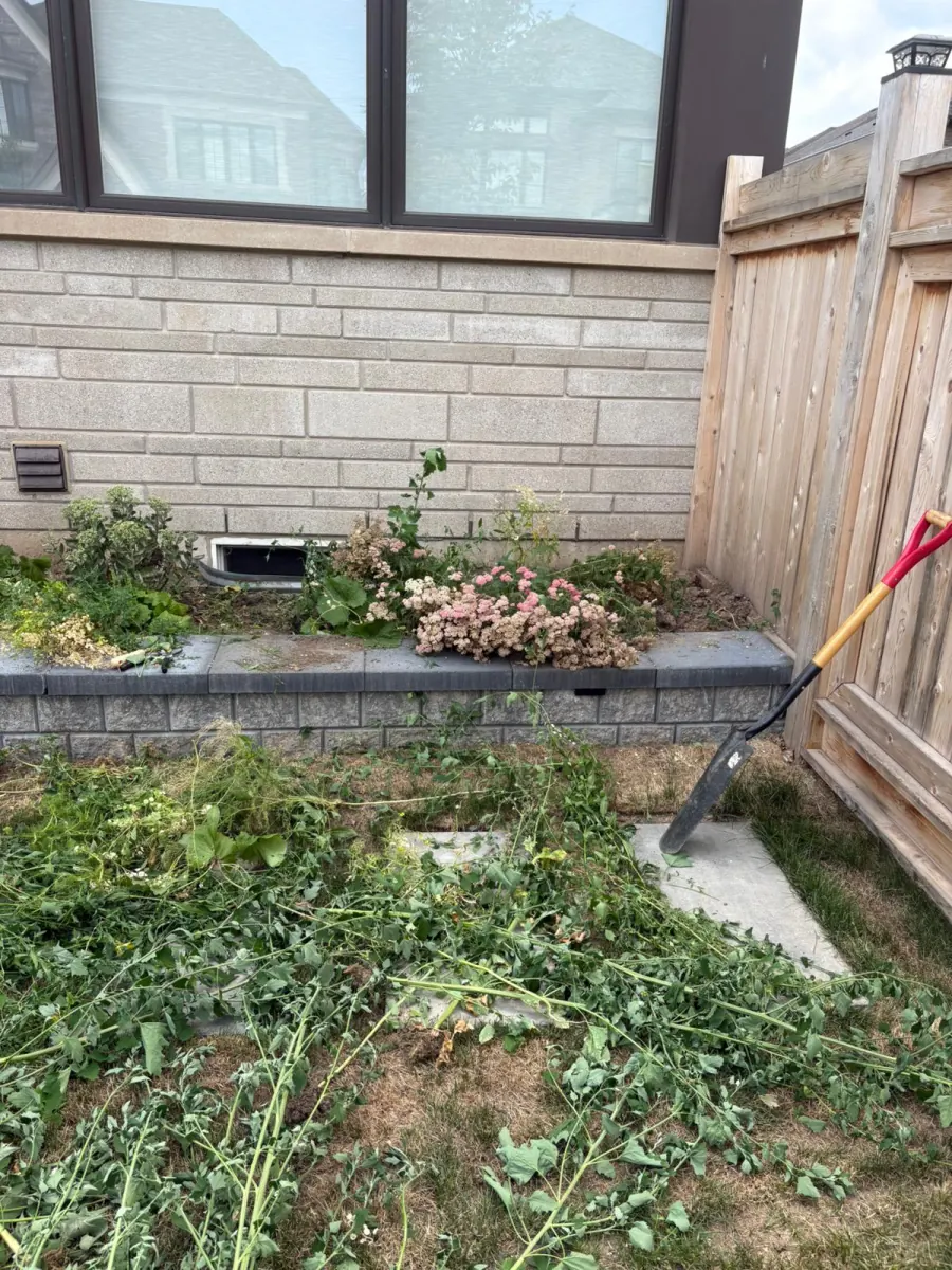 Side garden cleanup in progress with weeds removed and tools laid out