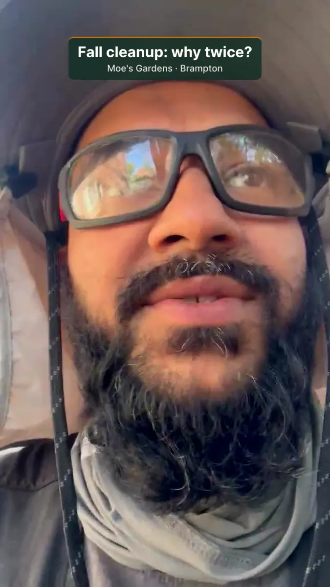 Moe from Moes Gardens on a leaf-covered Brampton lawn, explaining why fall cleanup is at least two visits