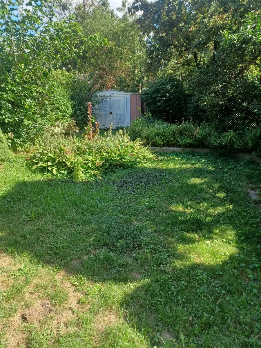 Backyard garden bed in Brampton overrun with ground cover and weeds, hostas swallowed, shrub grown into the fence — before Moes Gardens