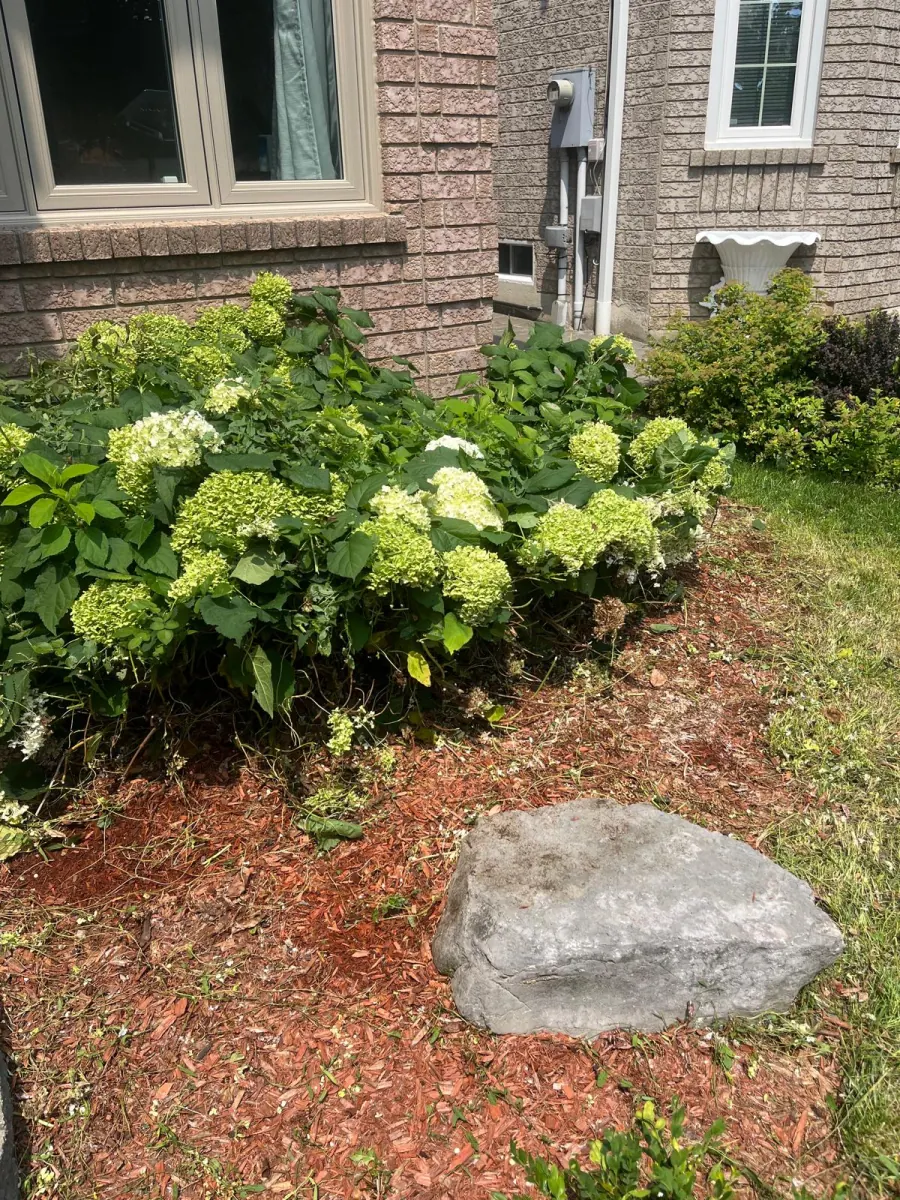 Hydrangea bed at the corner of a brick house with decorative rock