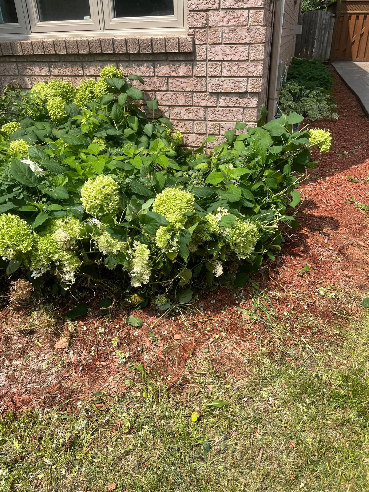 Lush hydrangea bushes in a freshly mulched front-yard bed