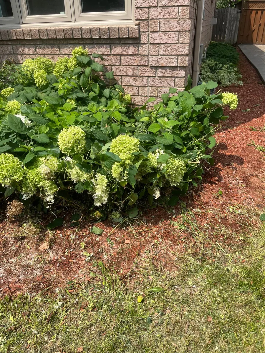 Lush hydrangea bushes in a freshly mulched front-yard bed