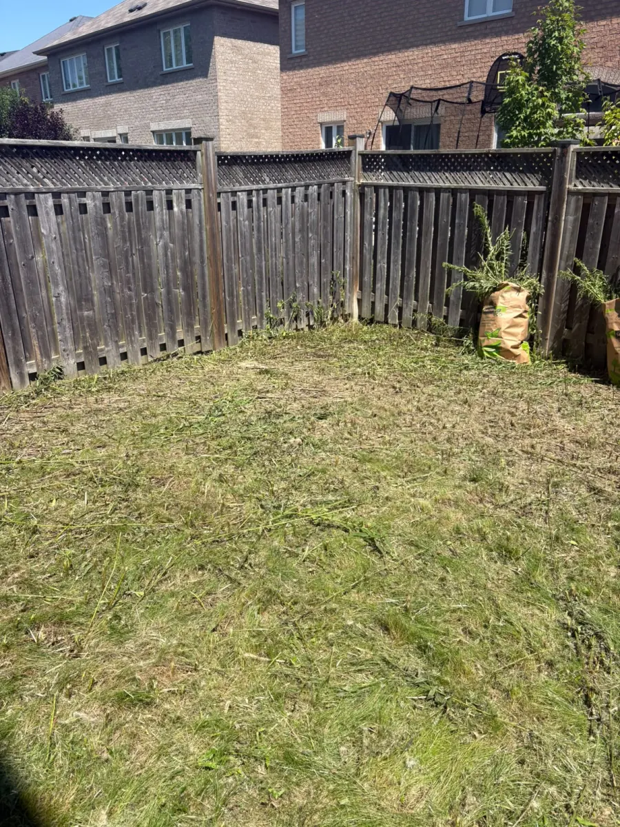 The same back garden cut down to open lawn, filled paper yard-waste bags standing along the fence