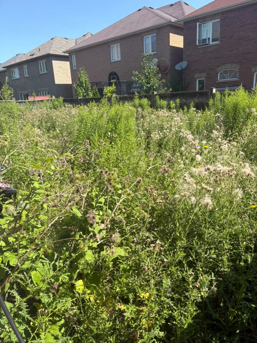 Fenced back garden completely overgrown with chest-high weeds and wild grass, brick townhouses behind — before Moes Gardens