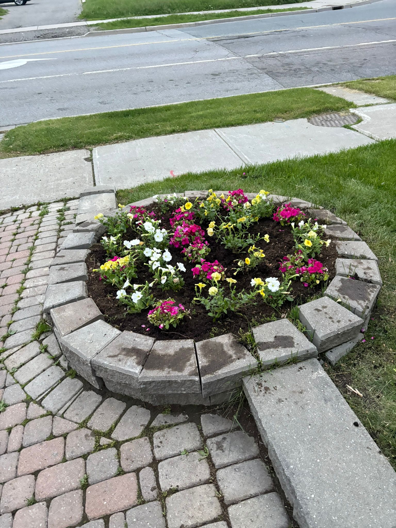Spring garden blooms
