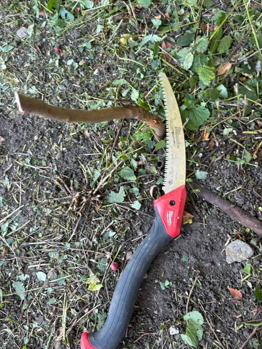Curved pruning saw beside a freshly cut branch, the shrub pruned by hand rather than hacked with a trimmer