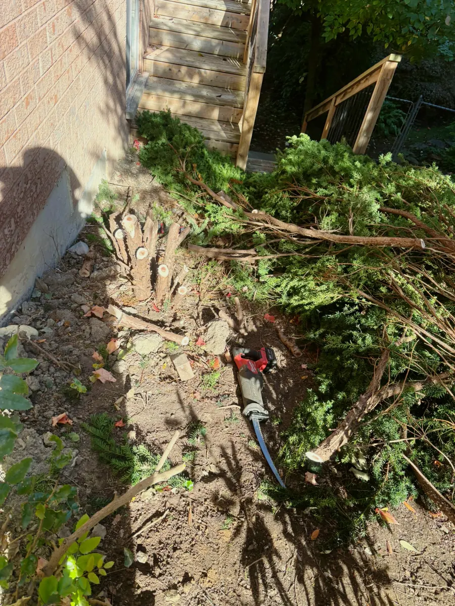 The same shrubs cut back to the base beside the foundation, branches piled and the saw on the soil