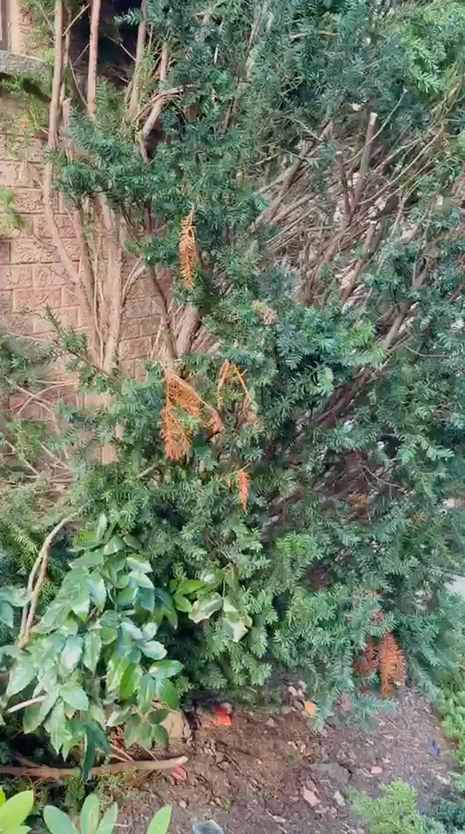 Overgrown yews grown into the brick wall of a Brampton house, before Moes Gardens cut them back
