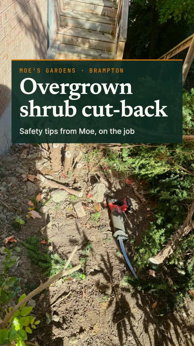 Overgrown shrub cut-back by Moes Gardens in Brampton, video cover