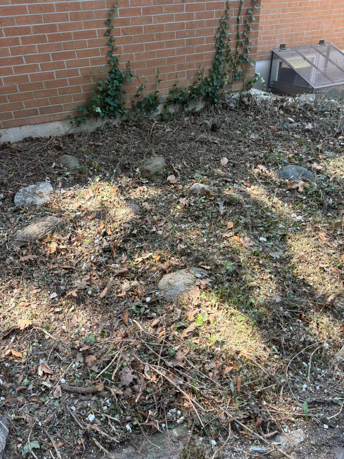 Overgrown side-yard bed against a brick wall in Brampton, choked with English ivy, dead leaves and twigs before weeding